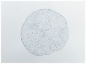 Polar class solvent reactivity