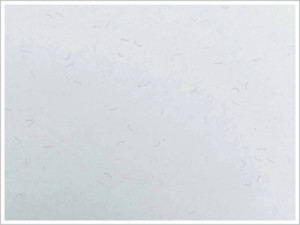 Visible Embedded Fibers